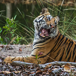 Bandhavgarh - Tiger